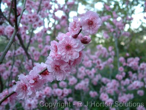 Prunus semi-double flower_2 